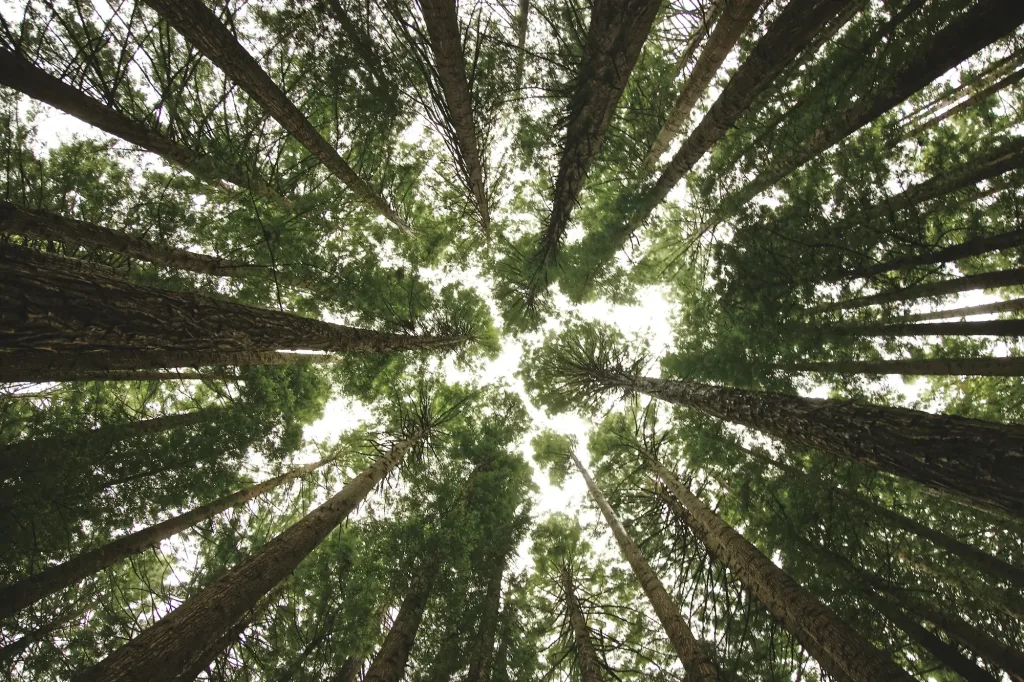 Silver vs Digital Photos - The Environmental Impact - 00