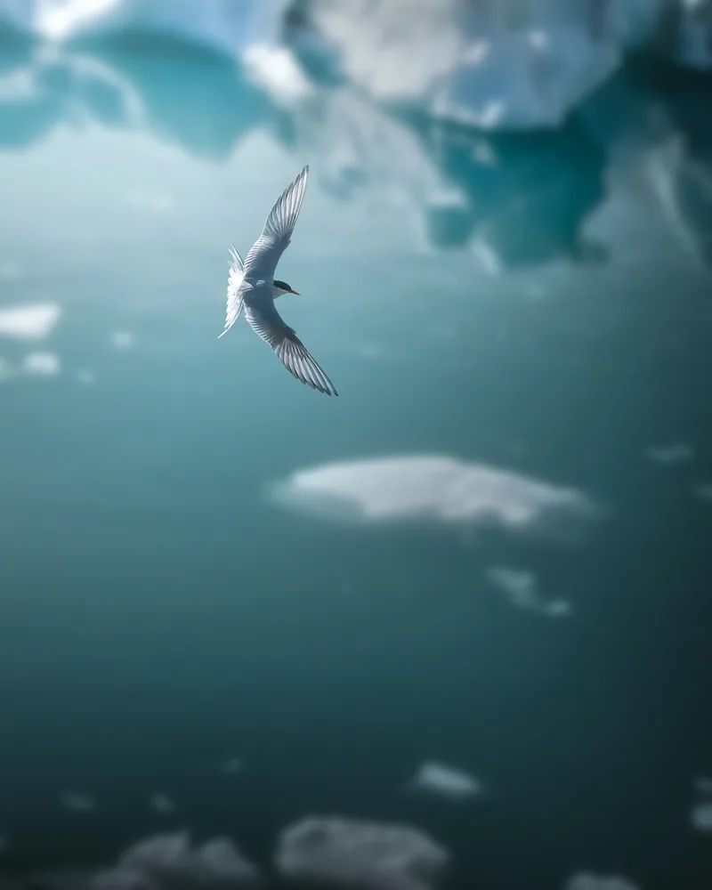 Regards sur la préservation de la nature avec Giancarlo Gallinoro - 09