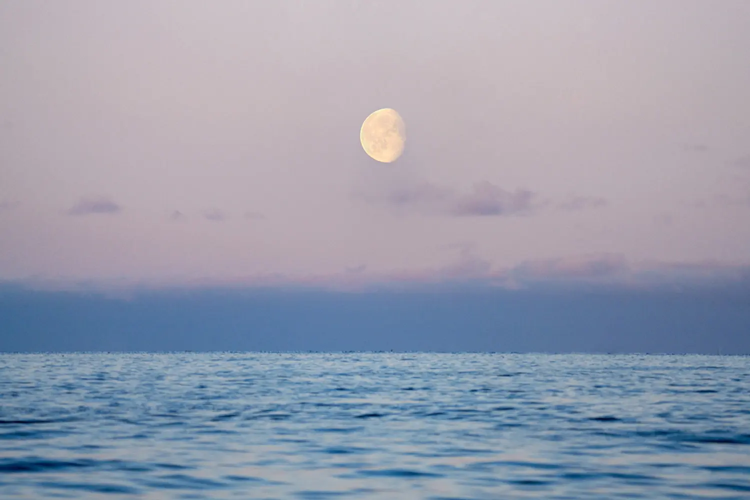 Animal Protection and Conservation with Photographer Lana Tannir - 10