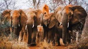 Wilderness Moments with Photographer Clarisse De Thoisy - 00