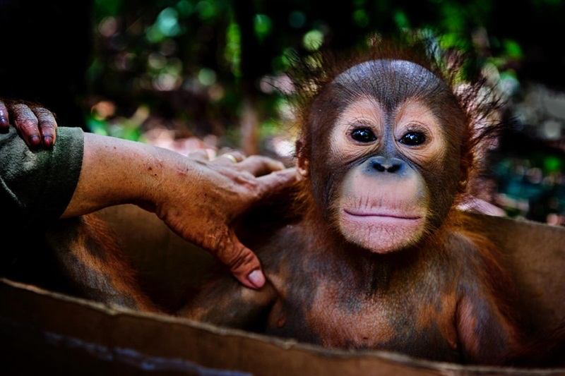 The Power of Images in Raising Awareness for a Fragile Earth - 12