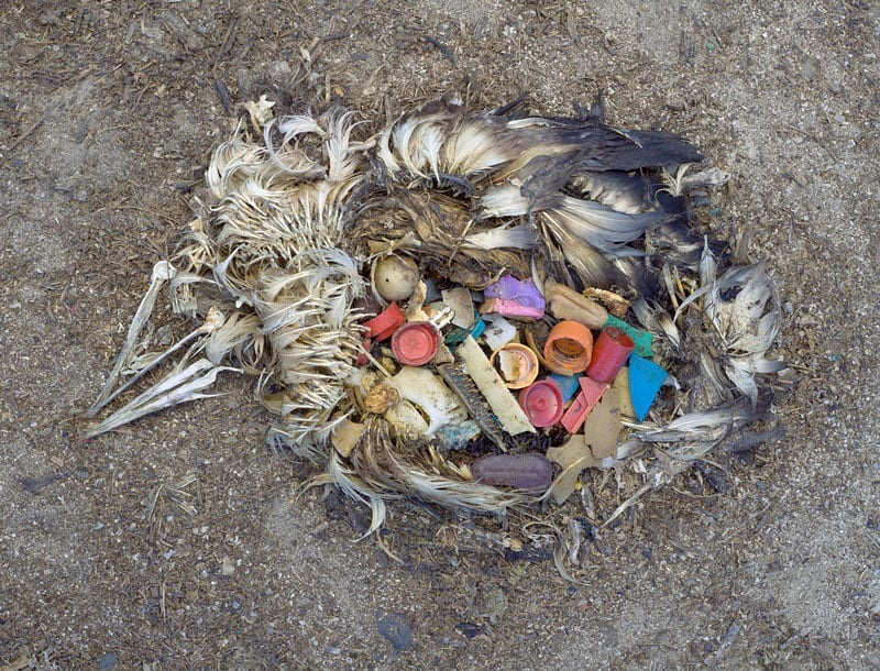 The Power of Images in Raising Awareness for a Fragile Earth - 14