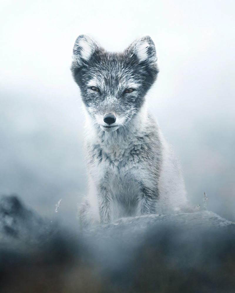 The Power of Images in Raising Awareness for a Fragile Earth - 35