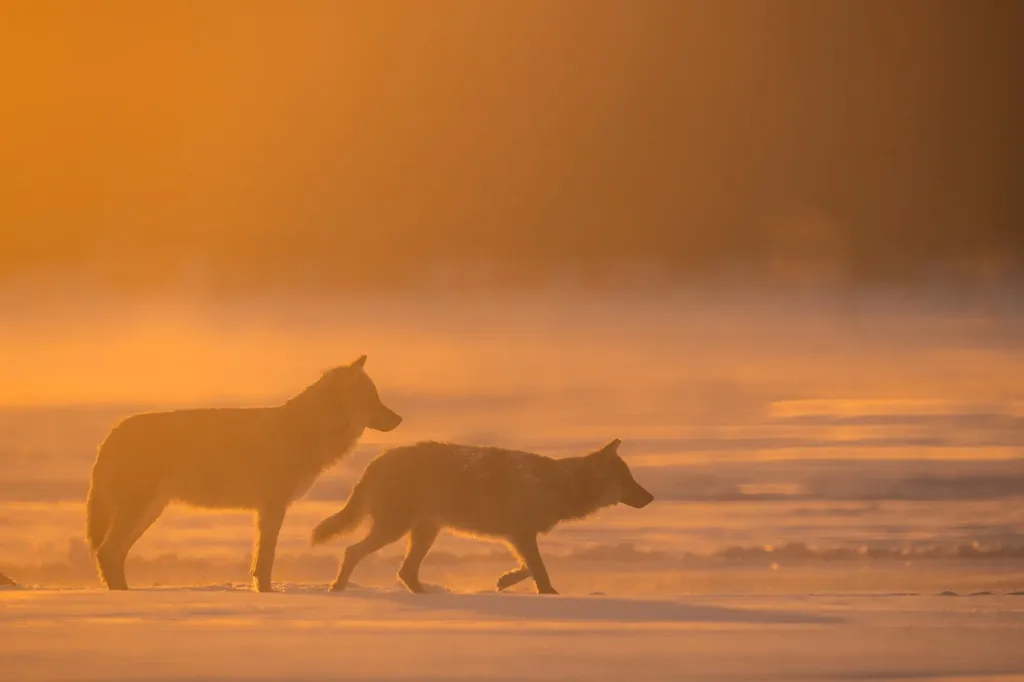 Enjoying Wildlife’s Beauty with Joy Van Der Beek - 00