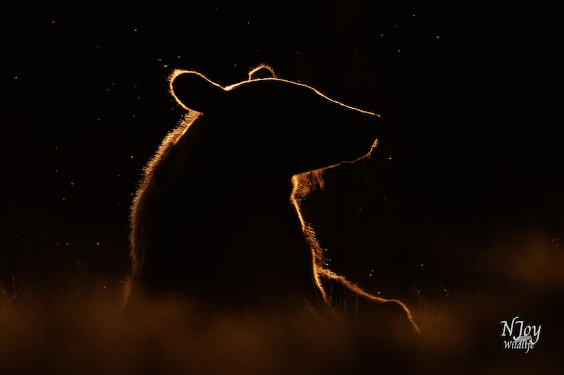 Enjoying Wildlife’s Beauty with Photographer Joy Van Der Beek 01