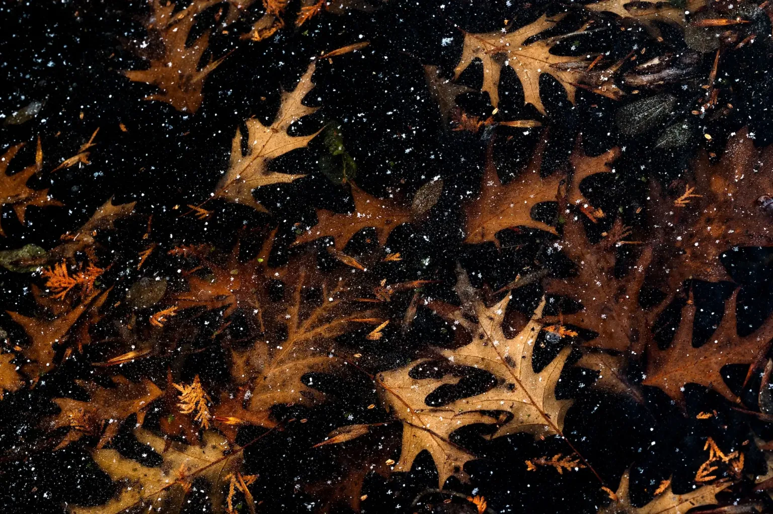 Revealing Emotion in Nature with Photographer Jason Pettit - 00