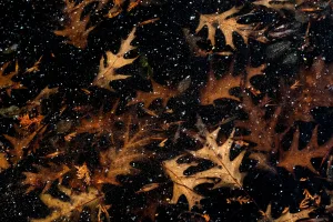 Revealing Emotion in Nature with Photographer Jason Pettit - 00