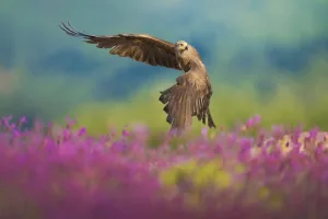 Sharing the Love of Animals with Alexandra Surkova - 00