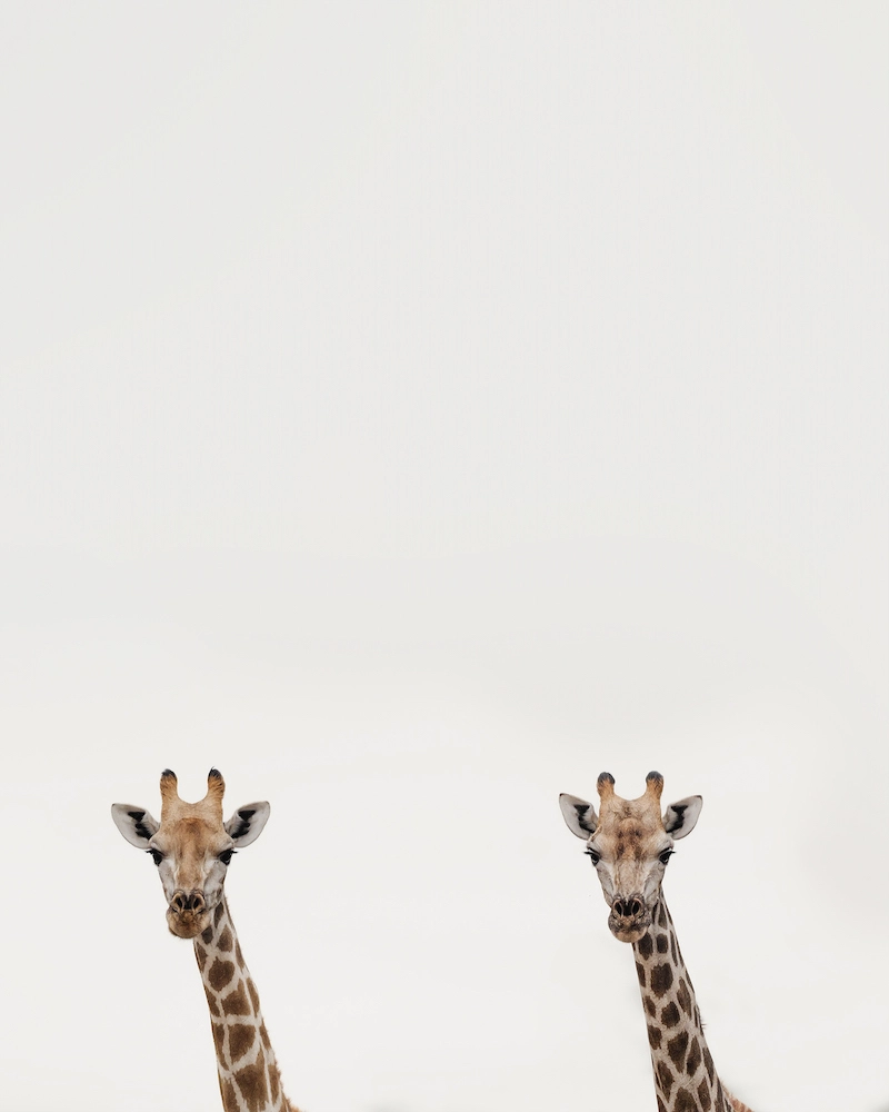 Sharing the Love of Animals with Photographer Alexandra Surkova - 07