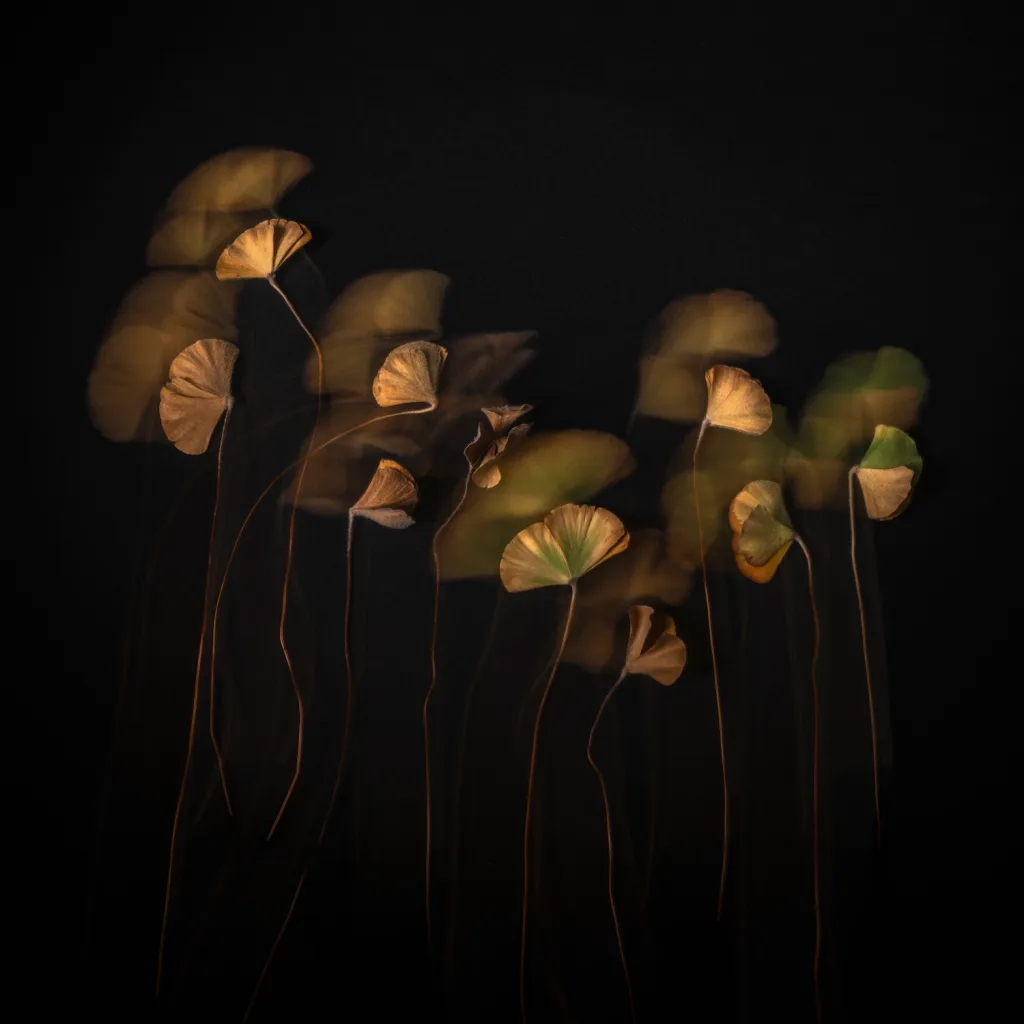 À la découverte des récits silencieux de la nature avec la photographe Karen Waller - 00 - Transition