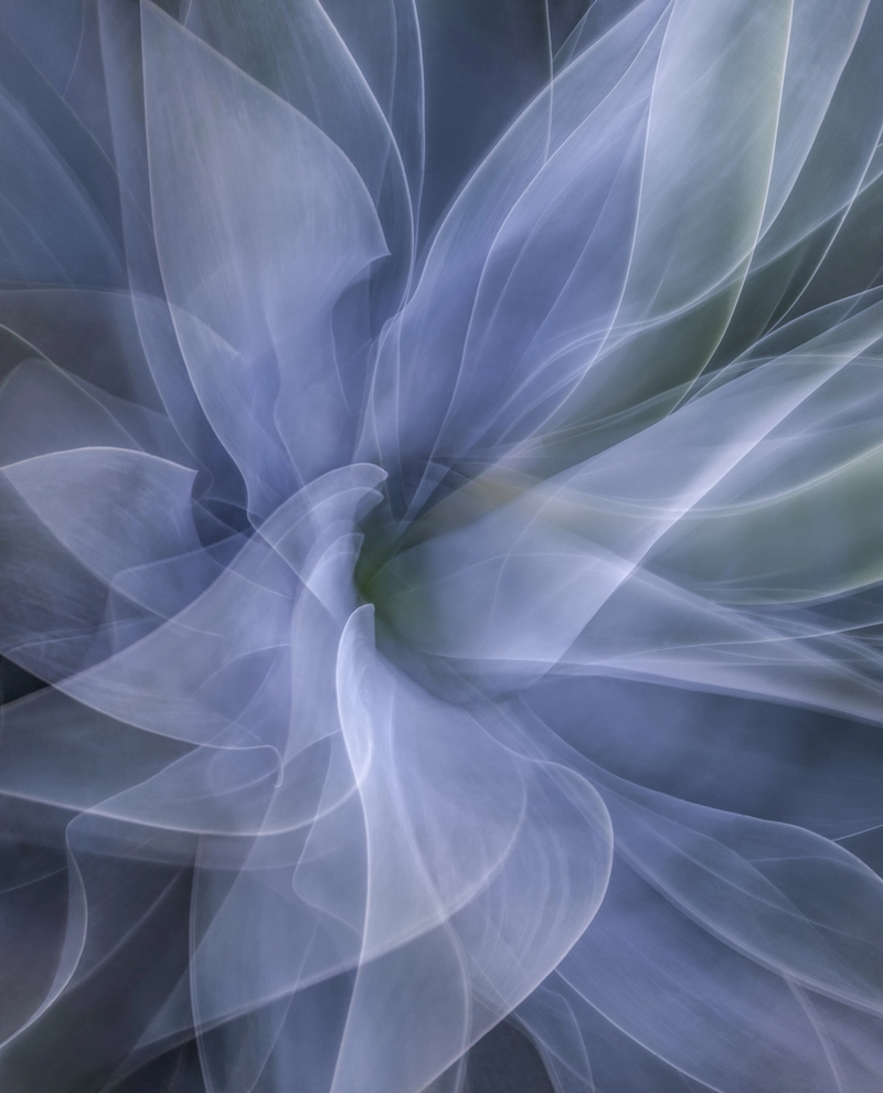 Uncovering Nature’s Silent Stories with Photographer Karen Waller - 05 - Agave