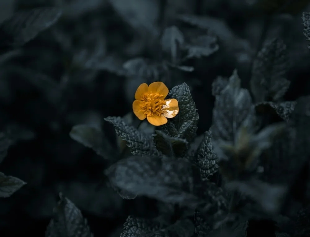 Photo Editing Basics - A Simple Step-by-Step for Beginners - 04