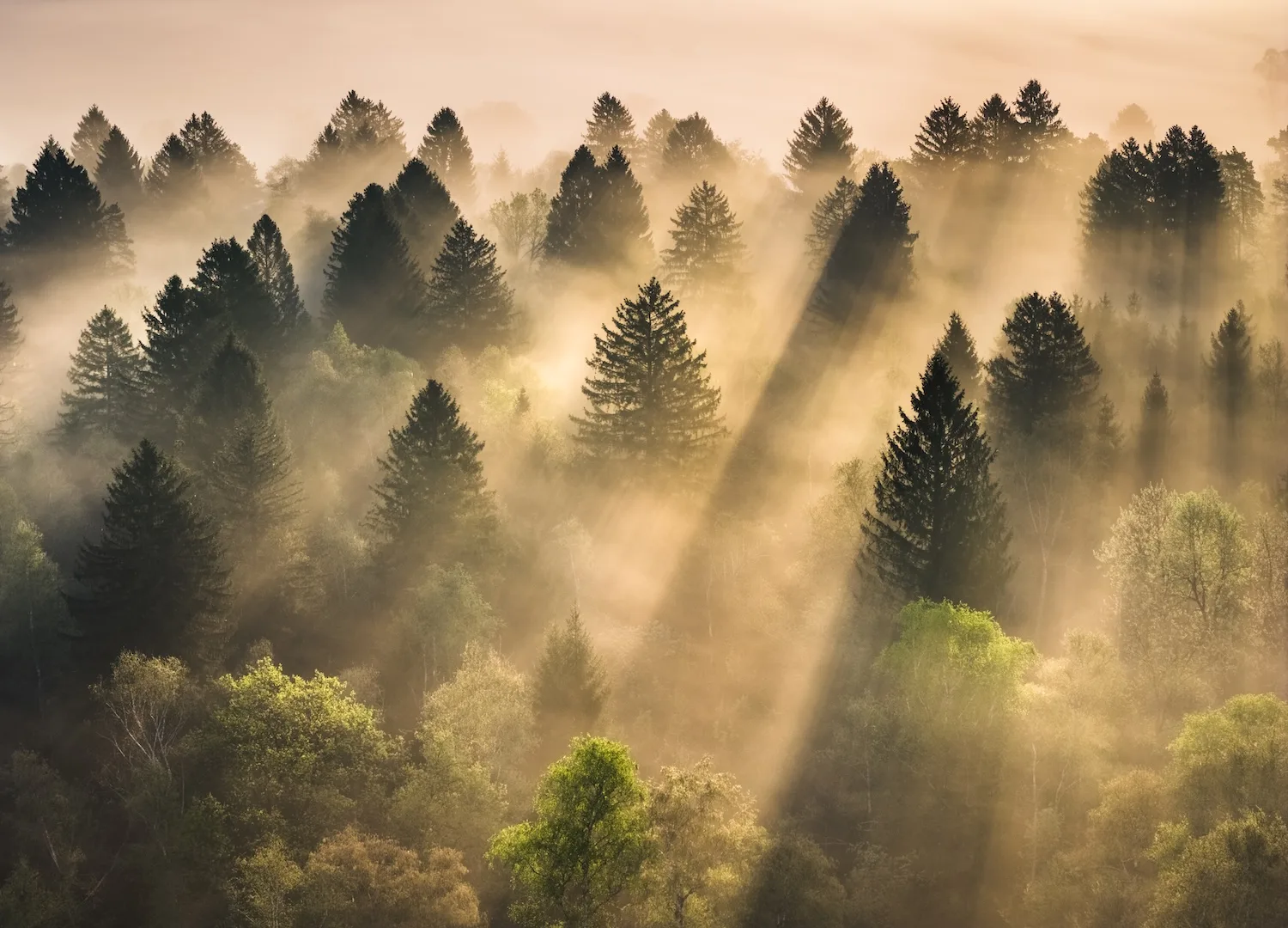 Finding Wonder in Foggy Landscapes with Nina Lozej - 00